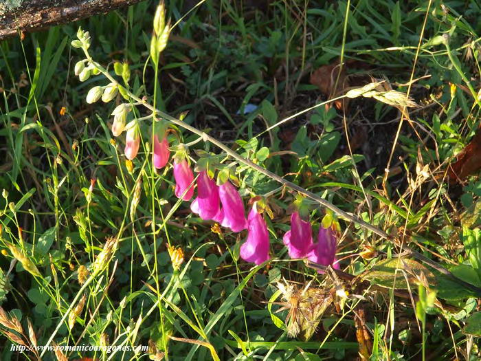 DIGITALIS PURPÚREA